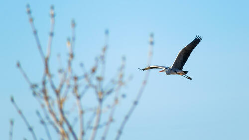 Stork mid flight 5